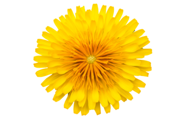 Bright yellow dandelion flower close up on transparent background