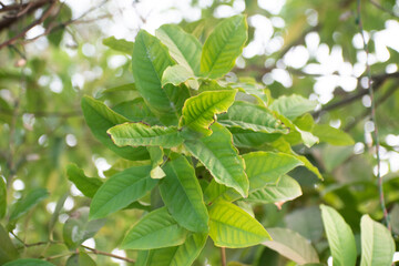 Indonesian bayleaf green leaves showcasing their lush and vibrant appearance.