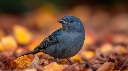 Vampire Ground Finch --ar 16:9 --stylize 500 --v 6.1 Job ID: d10f8670-5177-4236-b550-44a005f8e639