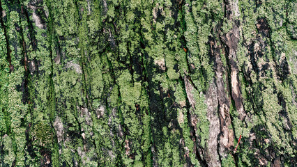 wooden background maple tree trunk with green moss