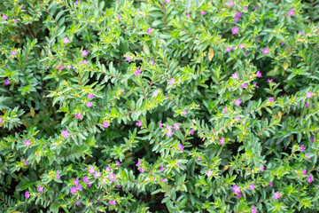 Cigar plant with green leaves in a serene garden setting showcasing its natural beauty.