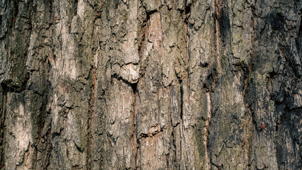 old tree trunk close up