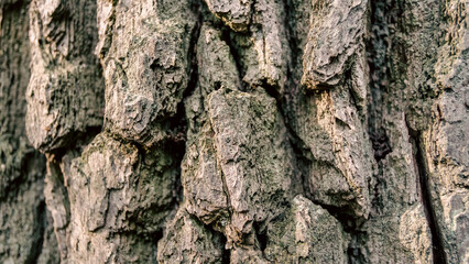 old tree trunk close up