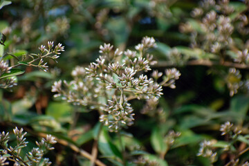 Hollow Joe pyeweed with white flowers showcasing its natural beauty in a garden setting.