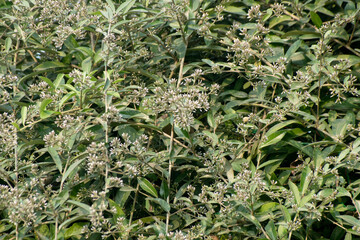 Hollow Joe pyeweed in green natural surroundings showcasing its lush foliage.
