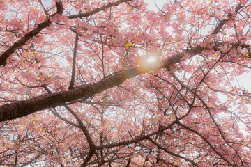 サクラ　桜　さくら