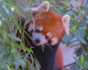 レッサーパンダ