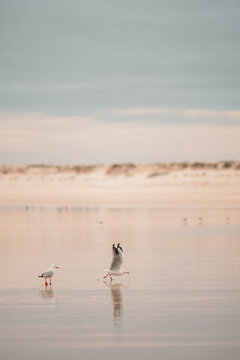Seagull on the beach with wings spread about to take flight