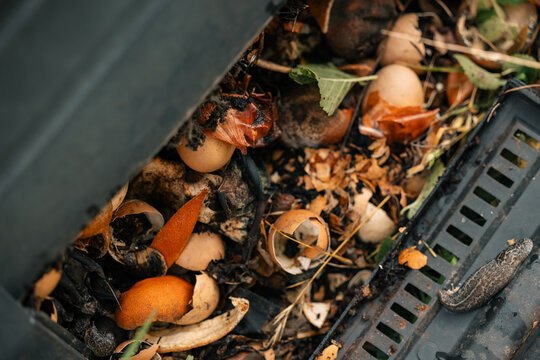 Leopard slug - Limax Maximus - in backyard compost bin