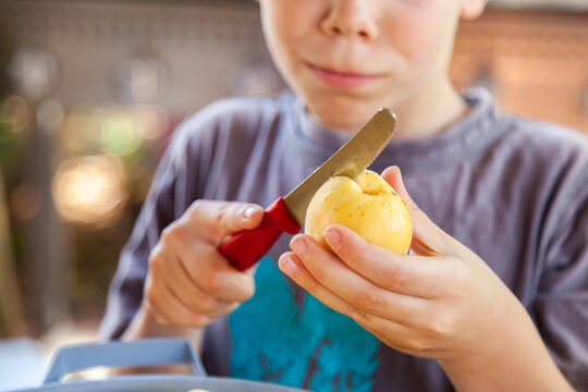 Boy helping cut fresh apricot fruit in half for preserving