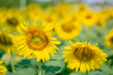 Bright Sunflower Flower: Close-up of a sunflower in full bloom, creating a natural abstract background. Free space.