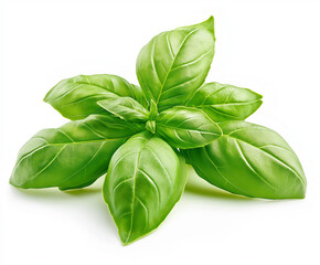 Fototapeta premium basil isolated on white background