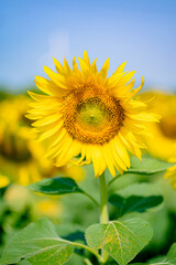Fototapeta premium Bright Sunflower Flower: Close-up of a sunflower in full bloom, creating a natural abstract background. Free space.