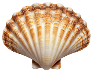 Brown and white scallop seashell