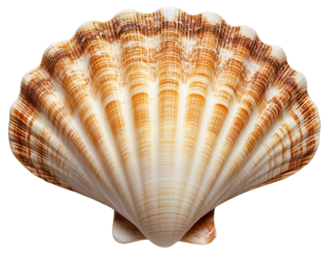 Brown and white scallop seashell