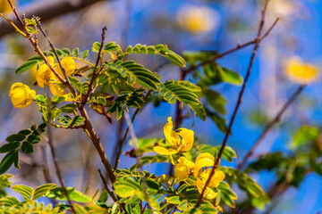 Cassia leptophylla pertenece a la familia de Fabaceae.