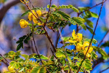 Cassia leptophylla pertenece a la familia de Fabaceae.