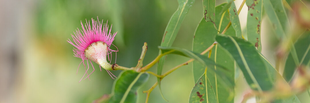 Eucalyptus - Swamp Bloodwood with pink red flowers