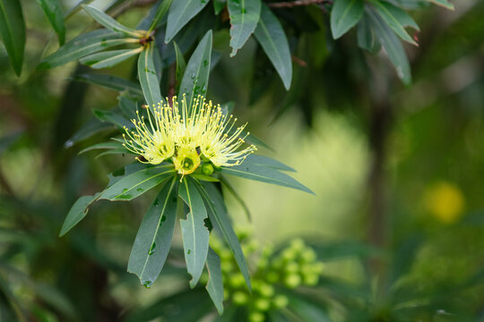 Xanthostemon chrysanthus - yellow native flower