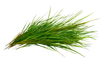 Fresh green grass with long blades on a transparent background