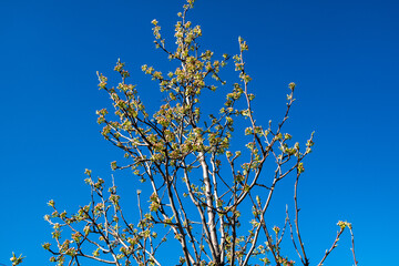 Blooming branches in spring, colorful flowers blooming immersed in an atmosphere of natural light. The fragrant petals create a serene landscape and a sense of rebirth, such as Easter celebrations