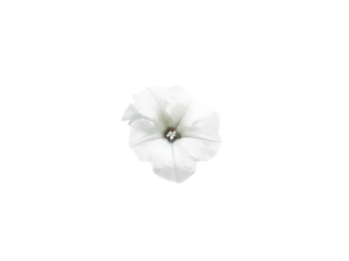 petunia isolated on transparent background
