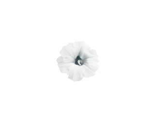 petunia isolated on transparent background