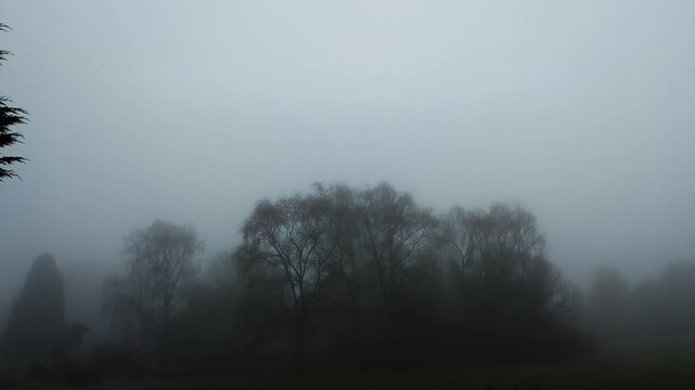 Eerie Fog with Silhouetted Trees and Random Erratic Lightning Thunder Strikes in Dense Clouds. Scary Spooky Storm VFX.