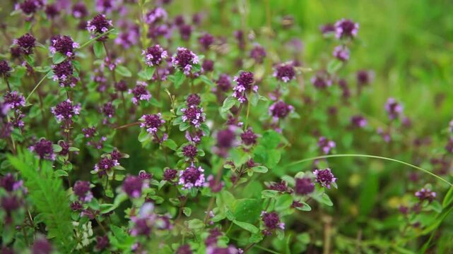 Wild thyme flowers close-up panorama in the field