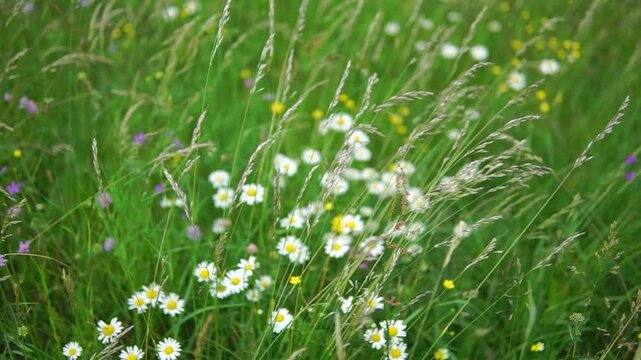 Wild flowers and spikelets close-up panorama in a green field at summer day