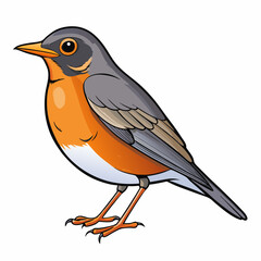 American robin bird on a branch