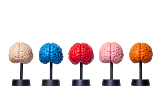 Colorful brain models arranged on stands with transparent background