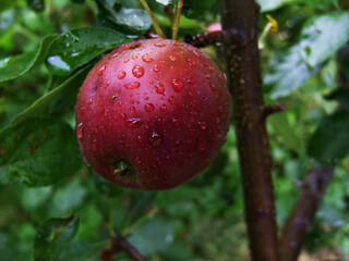 Rich red apple glistening with dew among green leaves in a thriving orchard during the early morning sunlight