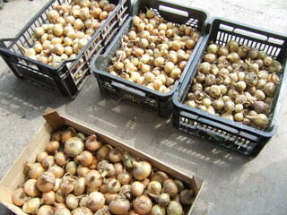 Harvested onions in baskets ready for sale at a local market in late summer