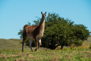 Guanacos in Pampas grass environment, La Pampa, Patagonia, Argentina.