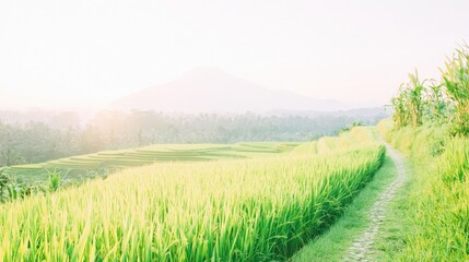 Fototapeta premium A breathtaking view of lush rice fields in the morning light. This serene landscape features vibrant green plants, a winding path