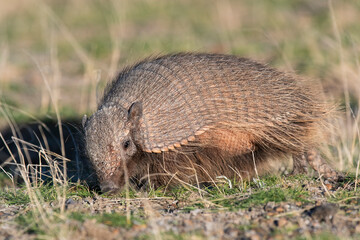 Hairy Armadillo, in grassland environment, Peninsula Valdes, Patagonia, Argentina