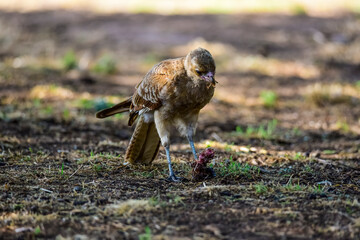 Caracara chimango portrait , La Pampa province, Patagonia , Argentina