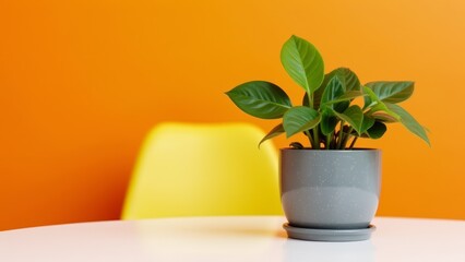 Fototapeta premium Potted Plant On Table, Orange Background