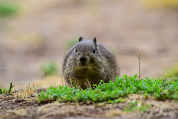 Desert Cavi, Lihue Calel National Park, La Pampa Province, Patagonia , Argentina