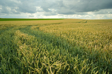 A large wheat field and rain clouds in the sky
