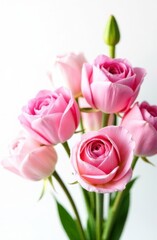 Fototapeta premium Pink roses blooming, creating a stunning bouquet on white background