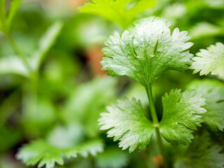 Close-up of fresh cilantro leaves. macro of a bunch of fresh cilantro leaves. The cilantro is bright green