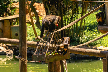 A playground for monkey's, at he Zoo of Sao Paulo, Brazil.