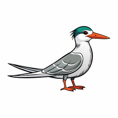 vector illustration of a tern bird