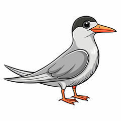 vector illustration of a tern bird