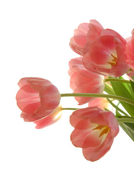 Gentle pink open tulip bouquet isolated on white background