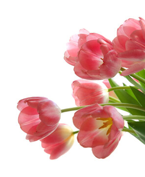 Gentle pink open tulip bouquet isolated on white background