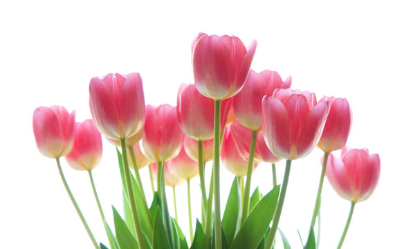 Gentle pink open tulip bouquet isolated on white background