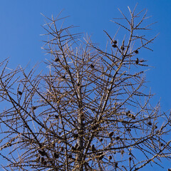 Naked branches of European Larch, Larix decidua with their small ovoid cones
